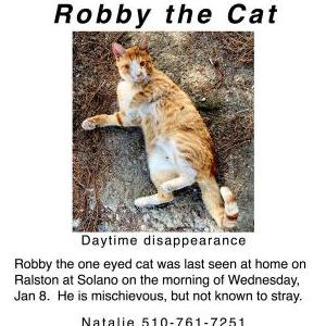 Lost Cat Robbby