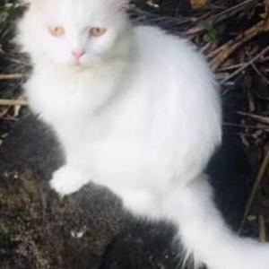 2nd Image of Yeti, Lost Cat