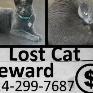 Lost Cat Karuto
