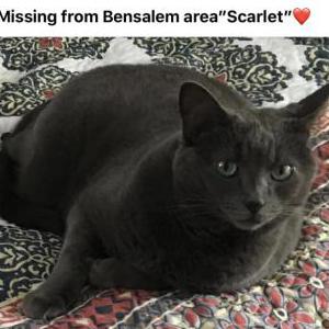 Lost Cat Scarlet