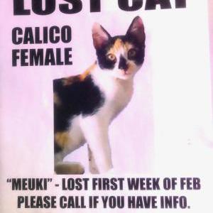 Lost Cat Meuki