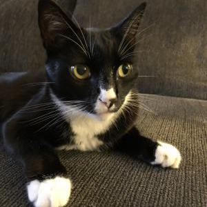 Lost Cat Sylvester