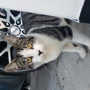 Lost Cat Pancho