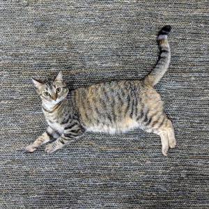 Lost Cat Saba