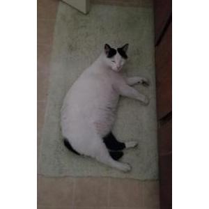 Lost Cat Kitty