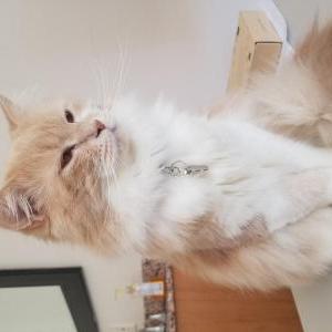 Lost Cat Tuffy