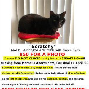 2nd Image of scratchy, Lost Cat