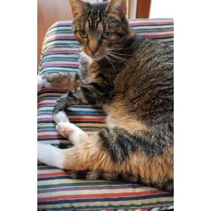 Lost Cat Scout
