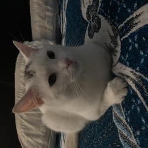 Lost Cat Tommy