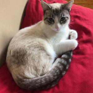 Lost Cat Ivy