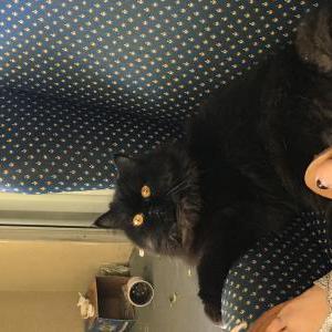 Lost Cat Ms. Hankey