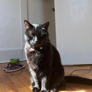 Lost Cat Jet