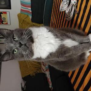 Lost Cat Jack