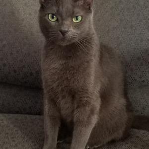 Lost Cat Flipper