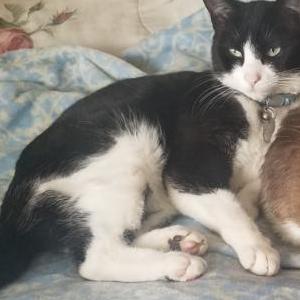 Lost Cat Gigi