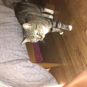 Found Cat Unknown