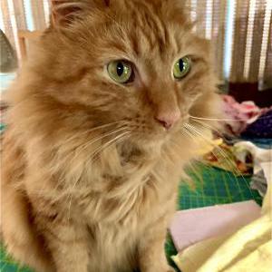 Lost Cat Felix