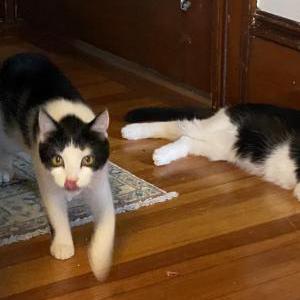 Lost Cat Penny
