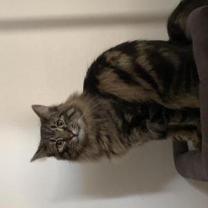 Lost Cat Pancho