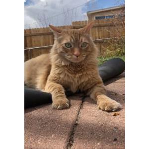 Lost Cat Mozzie