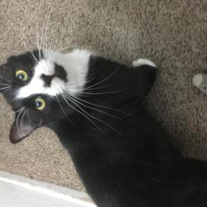 Lost Cat Squirt