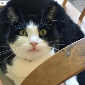 Lost Cat Nina