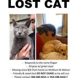 2nd Image of Rogan, Lost Cat