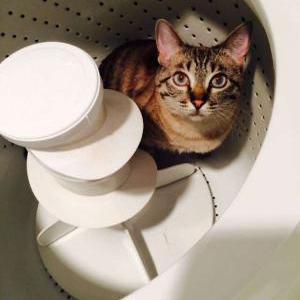 Lost Cat Sugar