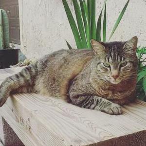 Lost Cat Thumper