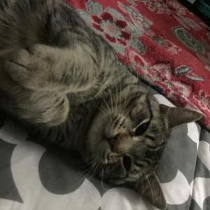 Lost Cat Roscoe