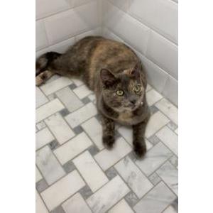 Lost Cat Kiwi