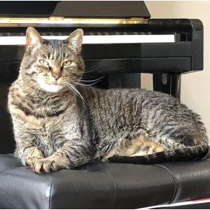 Lost Cat Gimli