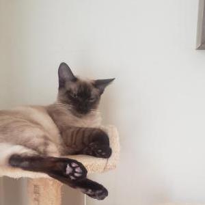 Lost Cat Renji