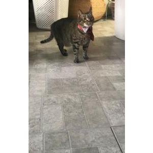Lost Cat Bruski