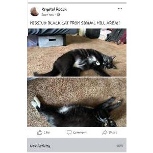 Lost Cat Frank