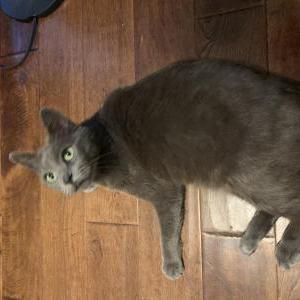 Lost Cat Mailbox