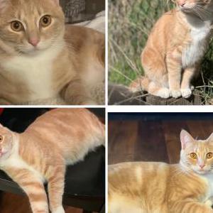 Lost Cat Mia