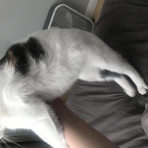 Lost Cat Sophie