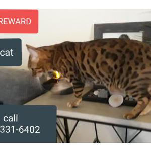 Lost Cat Max