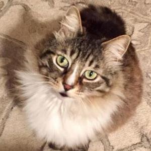 Lost Cat Leo