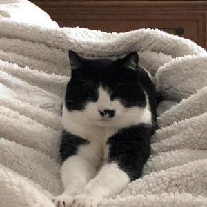 Lost Cat Stinky
