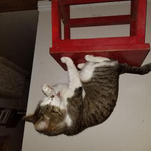 Lost Cat Rocky