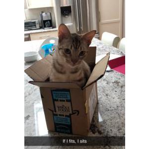 Lost Cat Jax