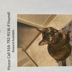 Lost Cat Mocha