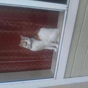 Lost Cat Goober