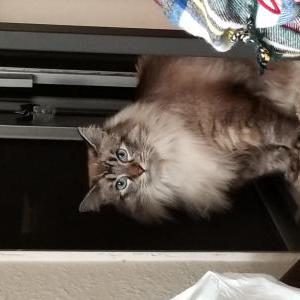 Lost Cat Bella