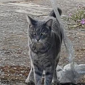 Lost Cat Hot Dog