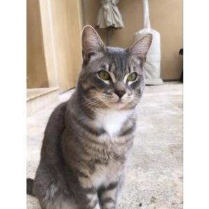 Lost Cat Charlie