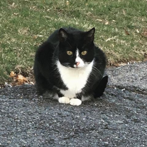 Lost Cat Felix
