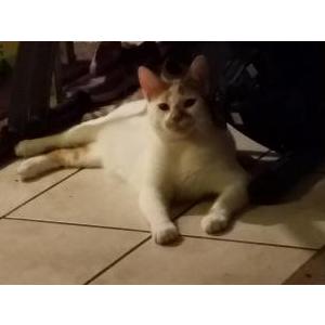 Lost Cat James